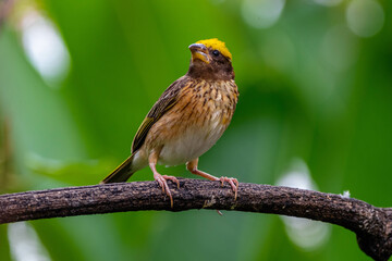The streaked weaver (Ploceus manyar) is a species of weaver bird