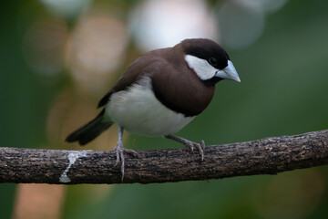 The Timor sparrow (Padda fuscata), also known as Timor dusky sparrow