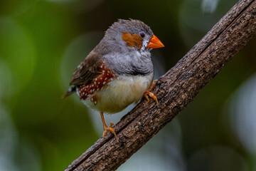 The zebra finches are two species of estrildid finch in the genus Taeniopygia found in Australia and Indonesia