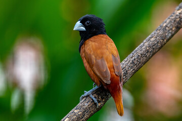 The chestnut munia or black-headed munia (Lonchura atricapilla)