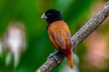 The chestnut munia or black-headed munia (Lonchura atricapilla)