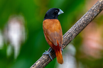 The chestnut munia or black-headed munia (Lonchura atricapilla)