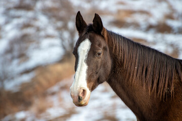 horse in winter