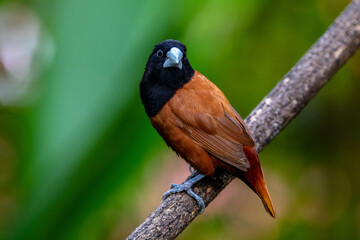 The chestnut munia or black-headed munia (Lonchura atricapilla)