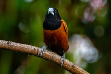 The chestnut munia or black-headed munia (Lonchura atricapilla)