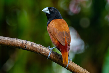 The chestnut munia or black-headed munia (Lonchura atricapilla)