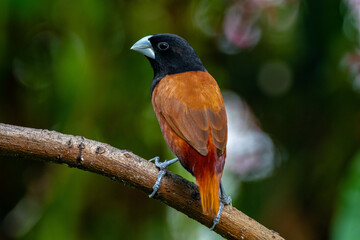 The chestnut munia or black-headed munia (Lonchura atricapilla)