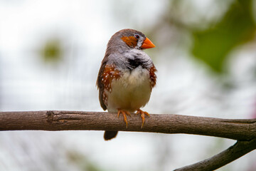 The zebra finches are two species of estrildid finch in the genus Taeniopygia found in Australia and Indonesia