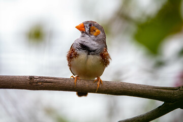 The zebra finches are two species of estrildid finch in the genus Taeniopygia found in Australia and Indonesia
