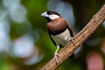 The Timor sparrow (Padda fuscata), also known as Timor dusky sparrow