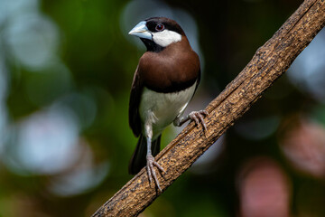 The Timor sparrow (Padda fuscata), also known as Timor dusky sparrow