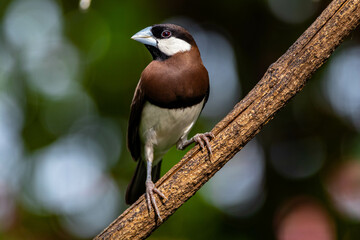 The Timor sparrow (Padda fuscata), also known as Timor dusky sparrow