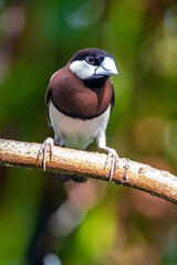 The Timor sparrow (Padda fuscata), also known as Timor dusky sparrow