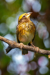 The streaked weaver (Ploceus manyar) is a species of weaver bird