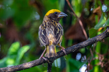 The streaked weaver (Ploceus manyar) is a species of weaver bird