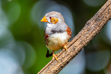 The zebra finches are two species of estrildid finch in the genus Taeniopygia found in Australia and Indonesia