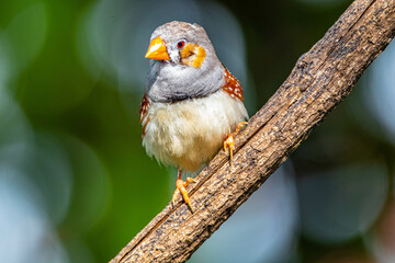 The zebra finches are two species of estrildid finch in the genus Taeniopygia found in Australia and Indonesia