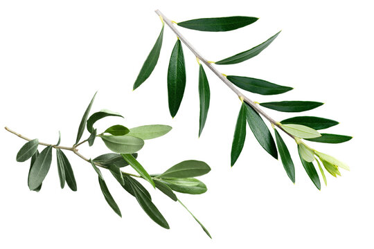 Olive Branch N Transparent Background	