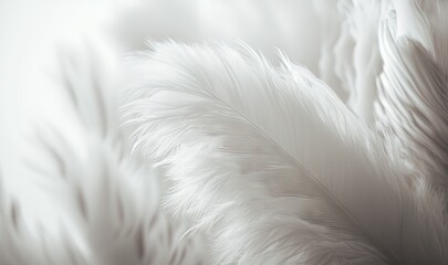  a close up of a white feather on a white background with a blurry effect to the left side of the image and the top of the feathers.  generative ai