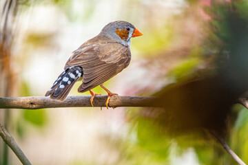 The zebra finches are two species of estrildid finch in the genus Taeniopygia found in Australia and Indonesia