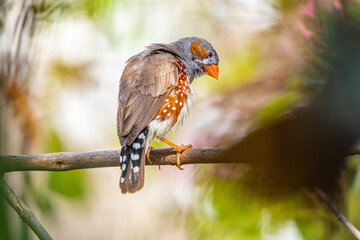 The zebra finches are two species of estrildid finch in the genus Taeniopygia found in Australia and Indonesia