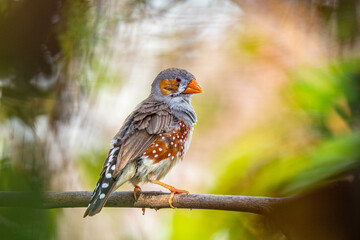 The zebra finches are two species of estrildid finch in the genus Taeniopygia found in Australia and Indonesia