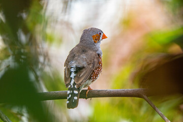 The zebra finches are two species of estrildid finch in the genus Taeniopygia found in Australia and Indonesia