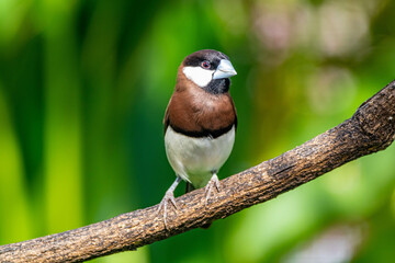 The Timor sparrow (Padda fuscata), also known as Timor dusky sparrow