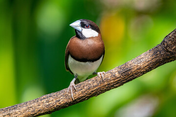 The Timor sparrow (Padda fuscata), also known as Timor dusky sparrow