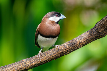 The Timor sparrow (Padda fuscata), also known as Timor dusky sparrow