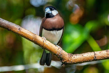 The Timor sparrow (Padda fuscata), also known as Timor dusky sparrow