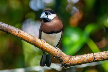 The Timor sparrow (Padda fuscata), also known as Timor dusky sparrow