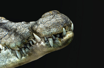 mouth of a crocodile, close-up on a black background