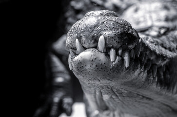 mouth of a crocodile, close-up on a black background, black and white photo