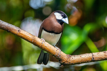 The Timor sparrow (Padda fuscata), also known as Timor dusky sparrow