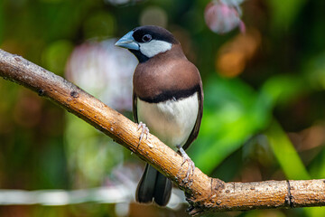 Obraz premium The Timor sparrow (Padda fuscata), also known as Timor dusky sparrow