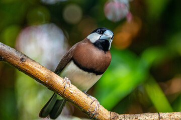 The Timor sparrow (Padda fuscata), also known as Timor dusky sparrow