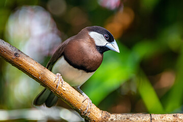 The Timor sparrow (Padda fuscata), also known as Timor dusky sparrow