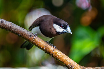 The Timor sparrow (Padda fuscata), also known as Timor dusky sparrow