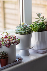 Echeveria, succulent plants in pots on windowsil, Indoor decorative plant.