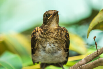 A wild bird in the Amazon rainforest (Fawn-breasted bowerbird)