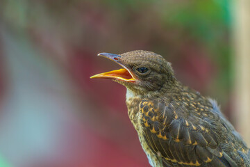 A wild bird in the Amazon rainforest (Fawn-breasted bowerbird)