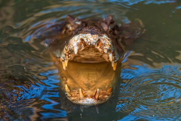 The open mouth of an Amazonian crocodile