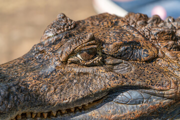 close up of a Amazon crocodile