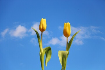 Zwei winkende Tulpen vor blauem Himmel als Hintergrund. Gelbe Tulpen im Sonnenlicht. 
