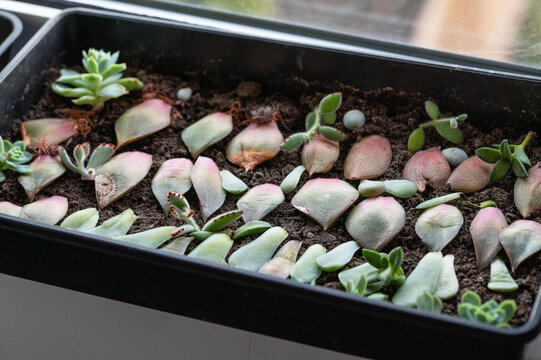 Succulent leaf propagation with roots and small new plants.