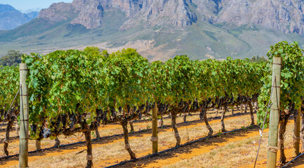 Fototapeta na wymiar Wine Growing Area with Grape Vines near Stellenbosch South Africa