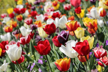 Buntes Tulpenfeld. 