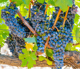 Grape variety Pinotage vine on the vine in the wine-growing region of Stellenbosch South Africa