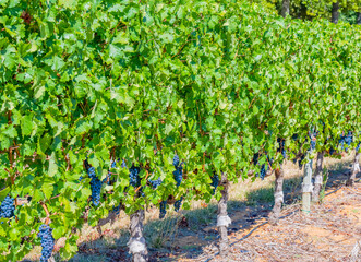 Grape variety Pinotage vine on the vine in the wine-growing region of Stellenbosch South Africa
